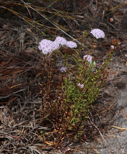 Image of Pseudoselago langebergensis by (c) Tony Rebelo, some rights reserved (CC BY-SA)