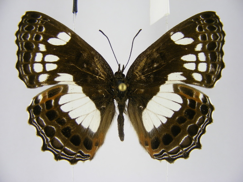 Scalloped False Sailer