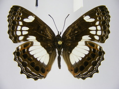 Neptidopsis ophione nucleata