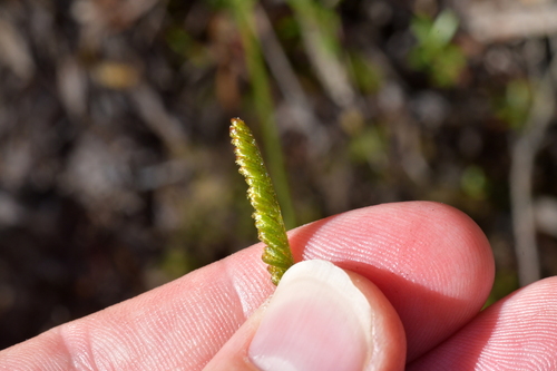Image of Comb Fern (Schizaea fistulosa) by (c) Christopher Stephens, some rights reserved (CC BY-SA)
