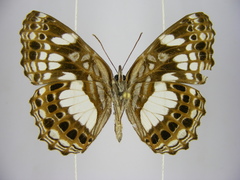 Neptidopsis ophione nucleata