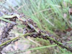 Sphyracephala hearseiana