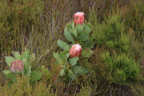 Image of Protea grandiceps by (c) Tony Rebelo, some rights reserved (CC BY-SA)