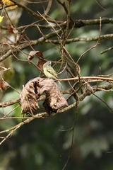 Leptopogon superciliaris