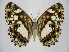 Neptidopsis ophione nucleata