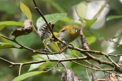 Chlorospingus flavigularis