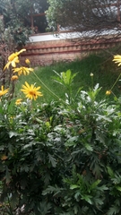 Euryops chrysanthemoides