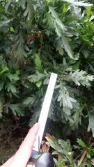 Euryops chrysanthemoides