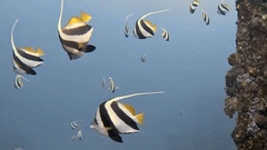 Pennantfish photo 4
