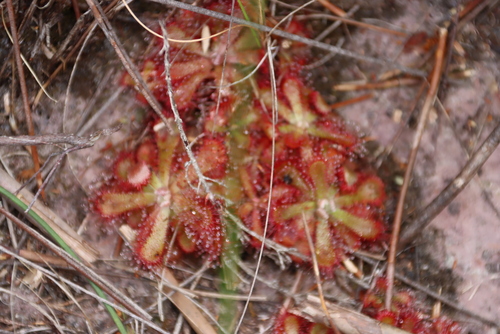 Drosera aliciae