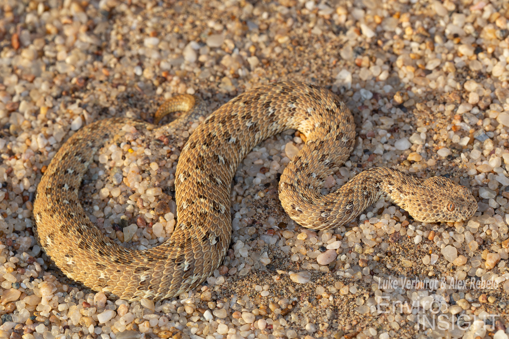 Peringuey's Adder from Karas Region, Namibia on September 15, 2023 at ...