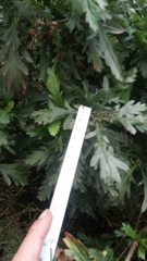 Euryops chrysanthemoides