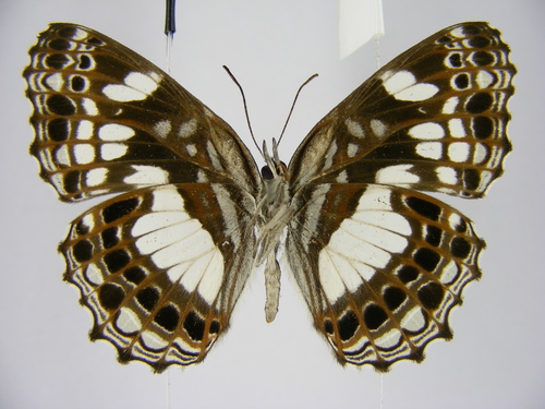Scalloped False Sailer