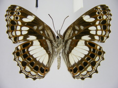 Neptidopsis ophione nucleata