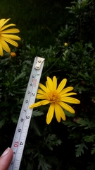 Euryops chrysanthemoides