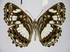 Neptidopsis ophione nucleata