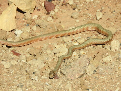 Photo of a Soil-crack Whipsnake (Demansia rimicola)
