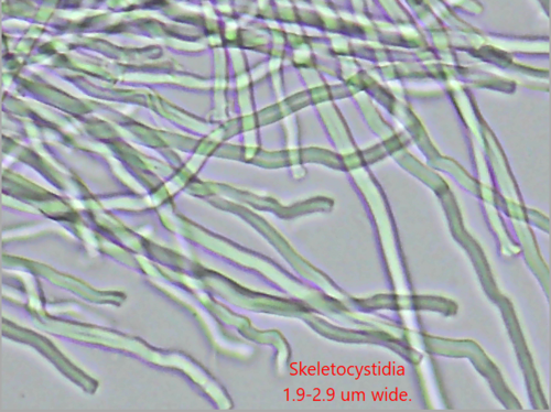 Eglinė Kempelė nuotrauka