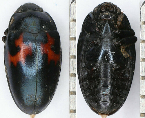 Aulacocheilus luniferus