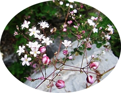 Gypsophila pacifica