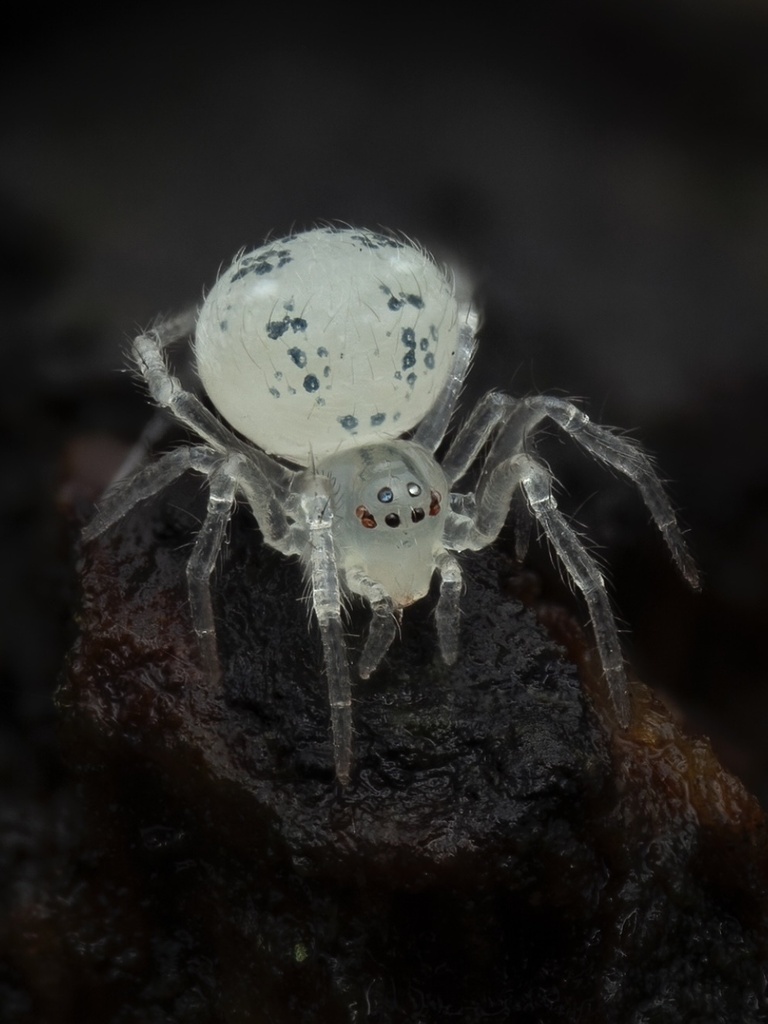 Paidiscura