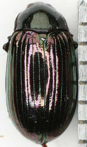 Euhemicera chinensis