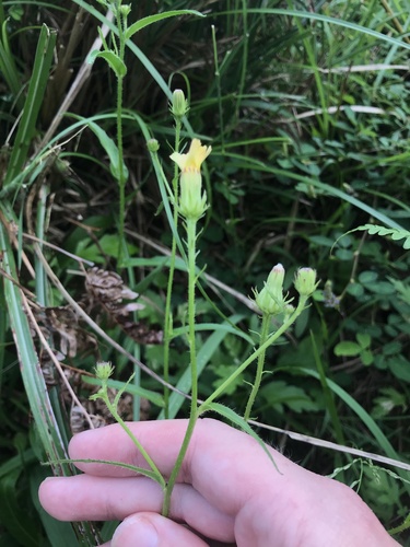 Image of Picris japonica by no rights reserved