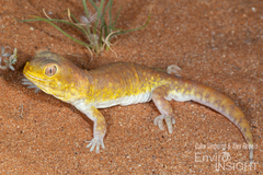 Koch's Barking Gecko photo 1