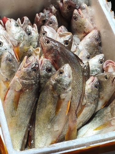 Yellow drum (Nibea albiflora) — Sciaenidae — 4