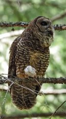 Strix occidentalis caurina