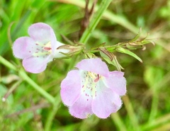 Agalinis communis