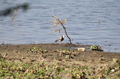 Vanellus crassirostris