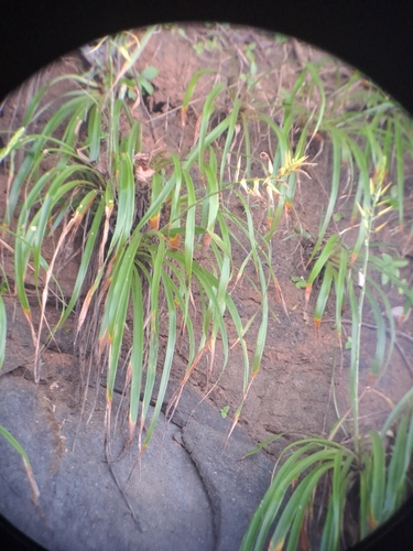 Image of Pitcairnia halophila by (c) keesgroenendijk, some rights reserved (CC BY)