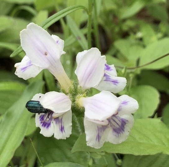 Craterostigma hirsutum