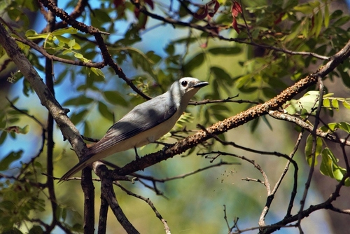 White-breasted Cuckooshrike (Ceblepyris pectoralis), photo 7