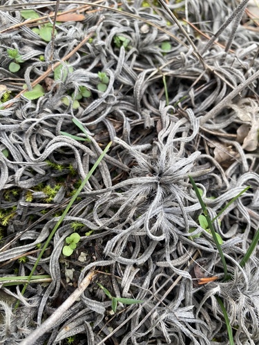 Onosma polyphylla, photograph 5