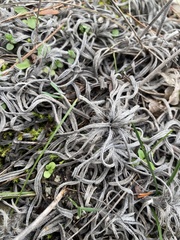 Onosma polyphylla, photograph (c) Илья Руденко, some rights reserved (CC BY)