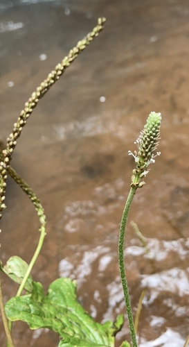 Plantago palmata