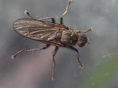 Ceratinostoma ostiorum