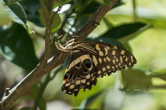 Papilio demodocus demodocus