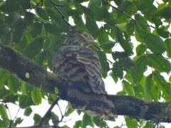 Long-Tailed Honey Buzzard photo 2