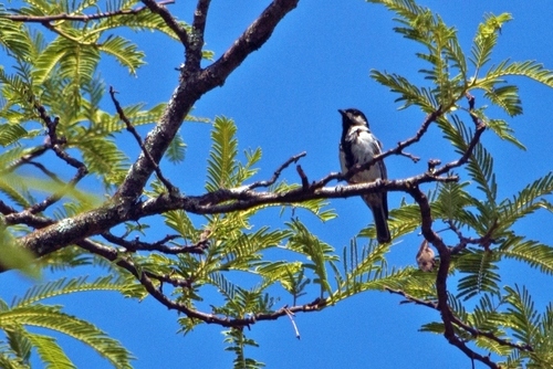 Miombo Tit (Melaniparus griseiventris), photo 10