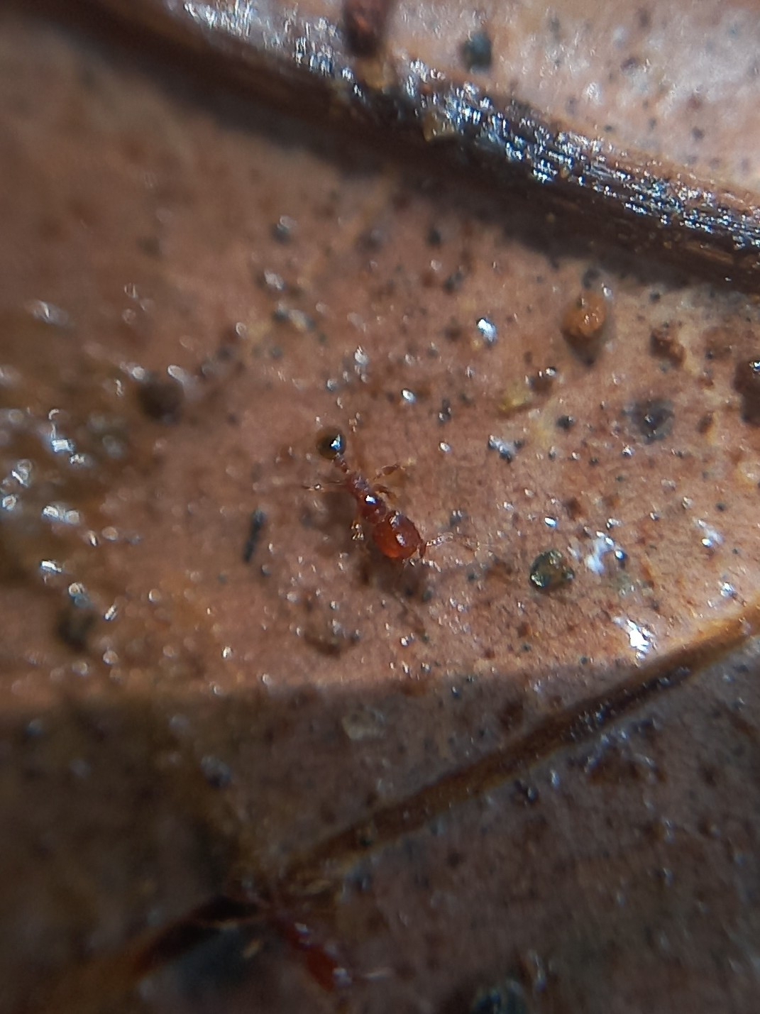 Carebara periyarensis