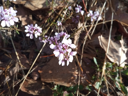 Image of Iberis linifolia by (c) Josep Gesti, some rights reserved (CC BY-SA)