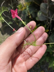 Ipomoea quamoclit image