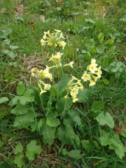 Primula elatior