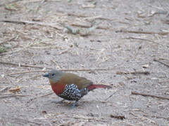 Hypargos niveoguttatus