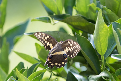 Papilio demodocus demodocus
