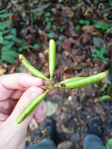 White Kuyama (Xylopia nitida)