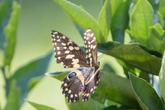 Papilio demodocus demodocus